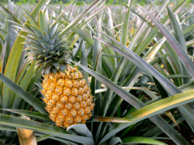 ananasy